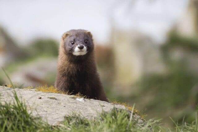 Mink study may be first to show coronavirus can spread from animals to humans - Study Finds